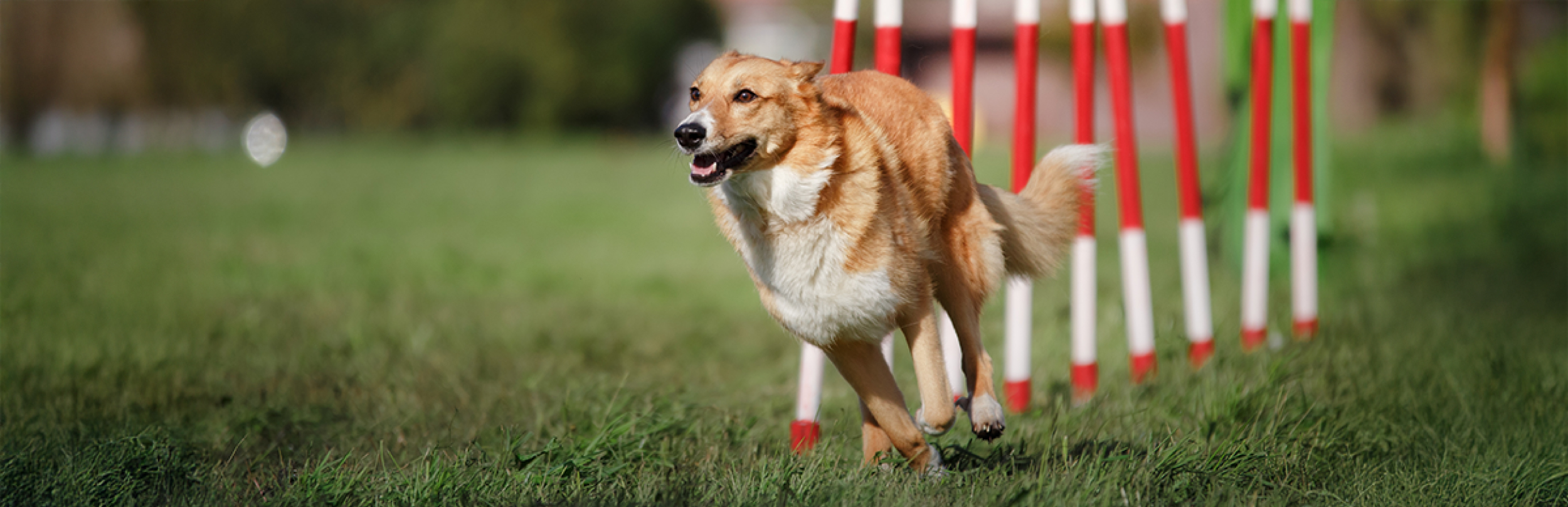 ¿Está bien poner mantequilla de maní en la comida de mi perro?